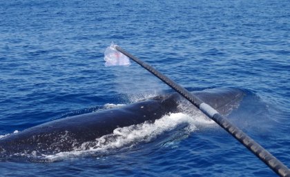 Collecting a sample from a whale's "blow".